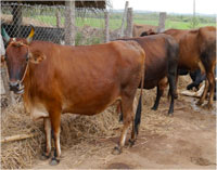 fermer r